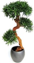 Podocarpus Bonsai 110cm