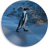 Forex Wandcirkel - Pinguïn in de Sneeuw   - 50x50cm Foto op Wandcirkel (met ophangsysteem)
