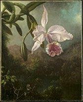 Martin Johnson Heade, Bloeiende orchidee, 1873 op canvas, afmetingen van dit schilderij zijn 30 X 45 CM