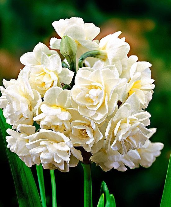 5x Narcisse „Erlicheer” - Jonquilles blanches - Floraison précoce - 5  Bulbes de fleurs... | bol.com