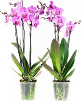 Orchideeën van Botanicly – 2 × Vlinder orchidee roze – Hoogte: 60 cm, 3 takken, witte bloemen – Phalaenopsis multiflora