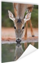 Poster Cerf à boire 75x150 cm - Tirage photo sur Poster (décoration murale salon / chambre) / Poster Animaux