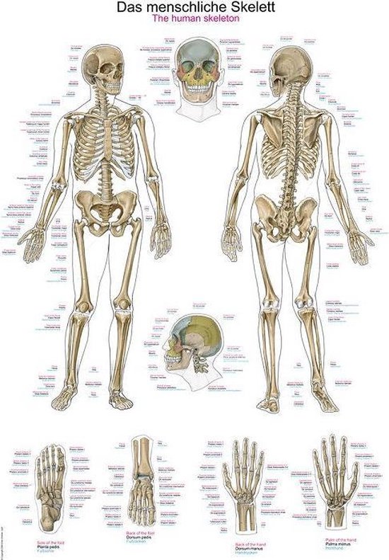 Wonderlijk bol.com | Het menselijk lichaam poster - Skelet poster (Duits HV-17