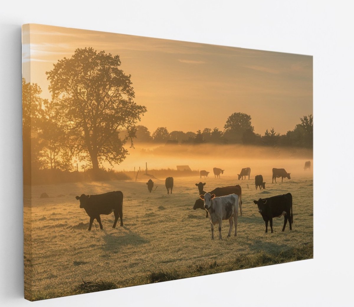 Saammp Canvas Schilderij - Groep koeien in de mist met zonsondergang - Nederland - Dieren - 100x75 - Foto op canvas - Wanddecoratie - Muurdecoratie Woonkamer - Slaapkamer decoratie - Canvas Print Multicolor