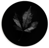 WallCircle® Cercle mural 30x30 cm - Cercle mural Zwart - Feuille - Décoration murale salon - Décoration murale chambre - Accessoires de décoration de chambre - Tableaux ronds