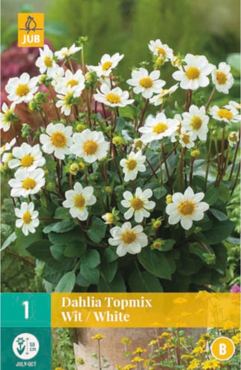 Tuindahlia (Dahlia Hortensis) - Dahlia Topmix Wit - Bijen-Vlinders - Snijbloemen - Zomerbollen