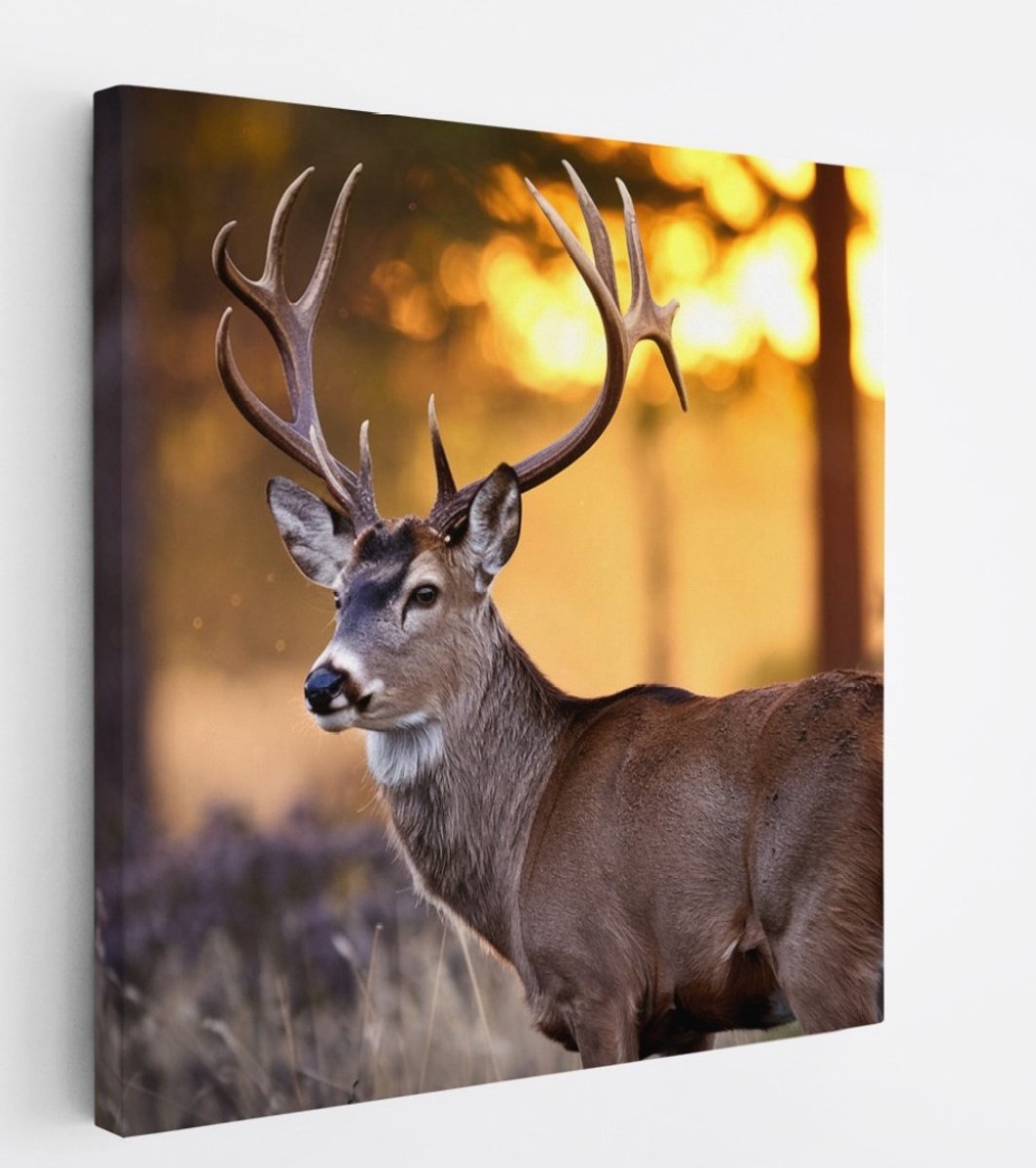 Saammp Canvas Schilderij - Hert met groot gewei - Natuur - Dieren - 20x20 - Foto op canvas - Wanddecoratie - Muurdecoratie Woonkamer - Slaapkamer decoratie - Canvas Print Multicolor