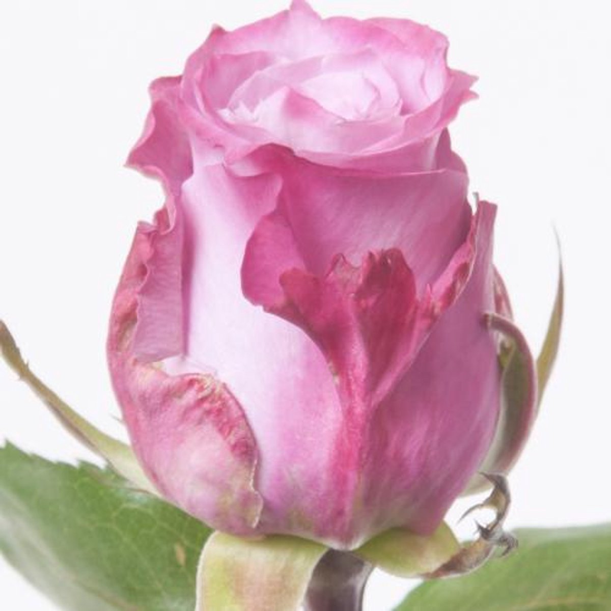 10x Rosa maritim 40cm