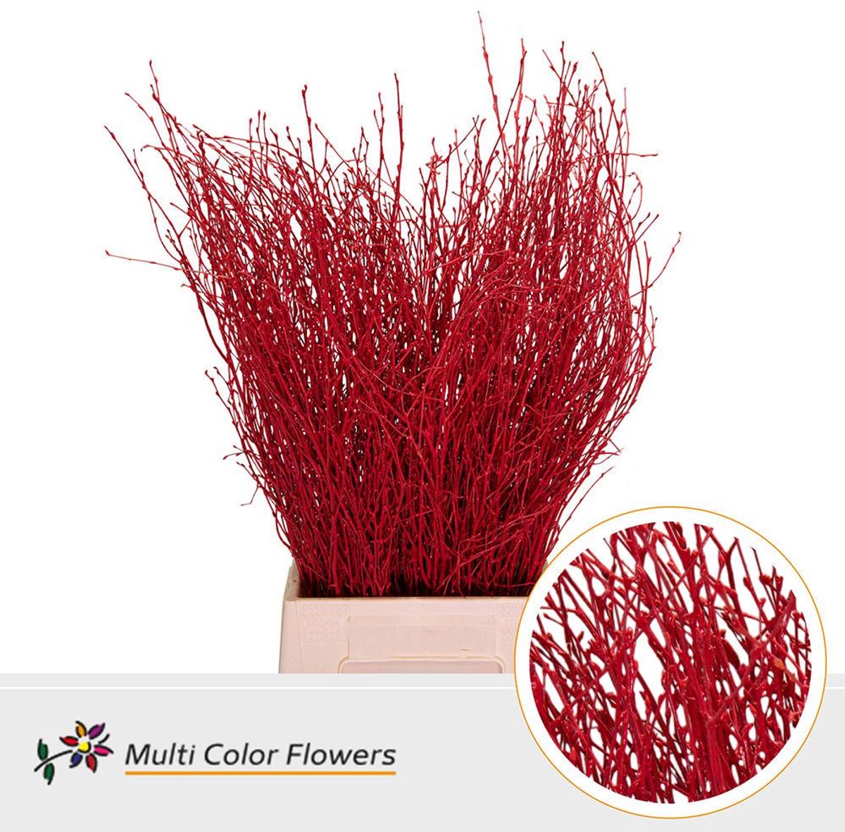 10x Tk betula rood 70cm