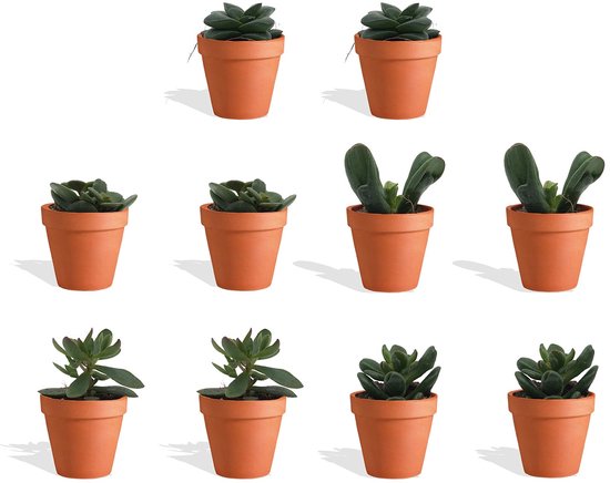 Produktbild von DutchLeafs Crassula Mix – 5 Verschiedene Mini-Sukkulenten Im 5,5 Cm Topf, Pflegeleicht, Höhe 8-15 Cm, Ideale Zimmerpflanzen-Sammlung Für Zuhause & Büro