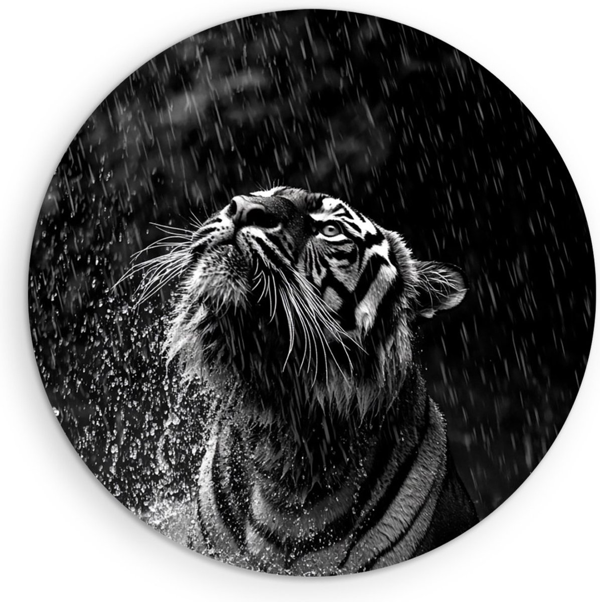 Saammp Forex Muurcirkel - Tijger in de regen - Zwart-Wit - Dieren - Ø 70 - Wandcirkel - Wanddecoratie Cirkel - muurdecoratie Woonkamer - Slaapkamer decoratie - Rond Schilderij