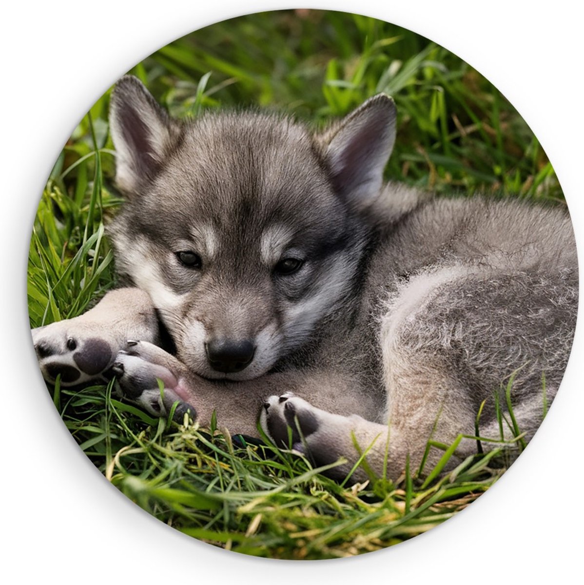 Saammp Forex Muurcirkel - Baby Wolf - Dieren - Natuur - Ø 80 - Wandcirkel - Wanddecoratie Cirkel - muurdecoratie Woonkamer - Slaapkamer decoratie - Rond Schilderij