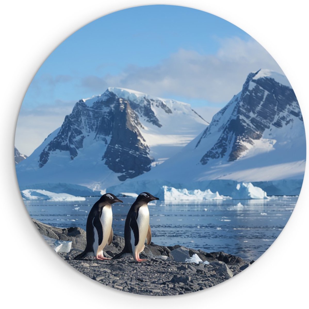 Saammp Forex Muurcirkel - Pinguin op de zuidpool - Natuur - Dieren - Ø 70 - Wandcirkel - Wanddecoratie Cirkel - Muurdecoratie Woonkamer - Slaapkamer decoratie - Rond Schilderij