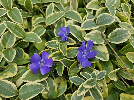 12 X Vinca Minor Aureovariegata - Petite Pervenche à Fleurs Pourpres En Pot 9x9 Cm - Couvre-Sol Persistant