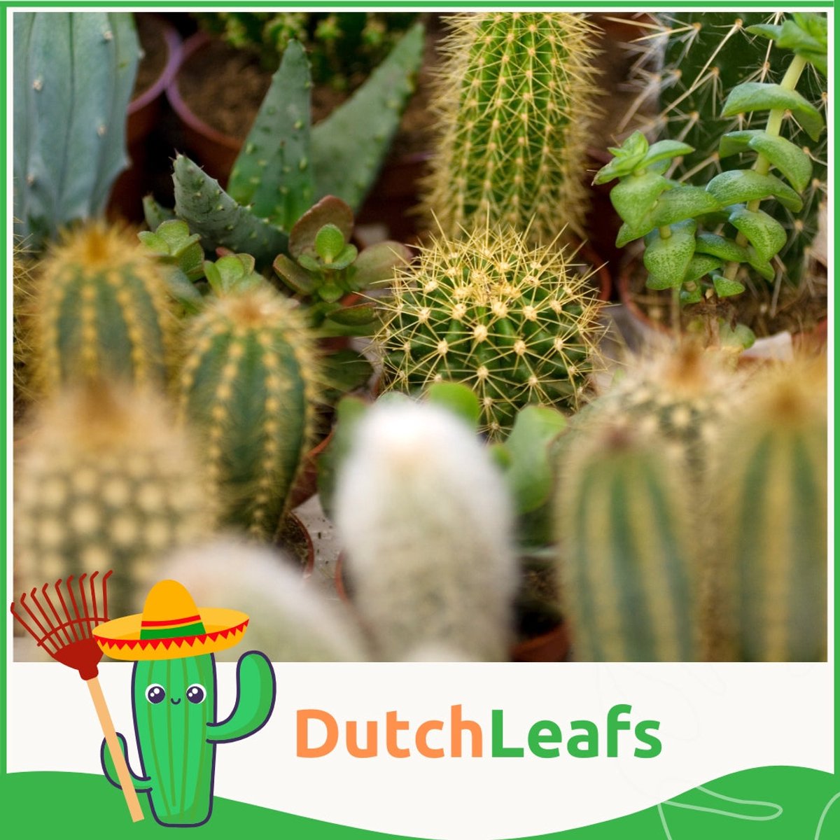 Plant In A Box - Cactaceae Mix Cactus X6 - Hoogte 5-10cm Plant In A Box - Cactaceae Mix Cactus X6 - Hoogte 5-10cm
