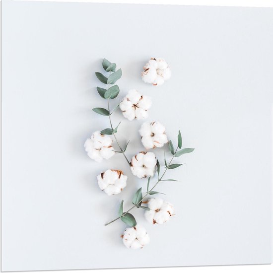 Acrylglas - Katoenplantjes op Witte Achtergrond - 80x80cm Foto op Acrylglas (Met Ophangsysteem)