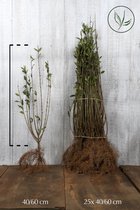25 stuks | Wintergroene Liguster 'Atrovirens' Blote wortel 40-60 cm - Bladverliezend - Populair bij vogels - Semi-bladhoudend - Weinig onderhoud