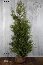 10 stuks | Reuzenlevensboom 'Excelsa' Kluit 175-200 cm - Compacte groei - Geurend - Snelle groeier - Weinig onderhoud - Zeer winterhard