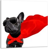 Dibond - Stoere Bulldog met Rode Cape - 100x100cm Foto op Aluminium (Met Ophangsysteem)