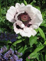 6x Oosterse klaproos (Papaver orientale 'Perry's White') - P9 pot (9x9)
