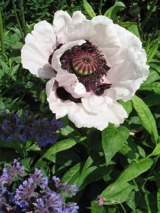 9x originele Vaderdag plant cadeaus 10 6x Oosterse klaproos (Papaver orientale 'Perry's White')