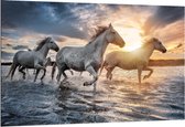 Dibond - Witte Paarden in het Water - 150x100cm Foto op Aluminium (Wanddecoratie van metaal)