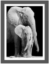 Foto in frame , Moeder Olifant met jong , 3 maten , Zwart wit , wanddecoratie , Premium print