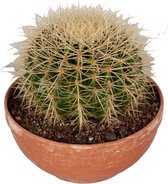 Echinocactus grusonii in schaal - 25 cm, Ø 23 cm