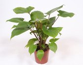 Kamerplant van Botanicly – Homalomena rubescens Maggy – Hoogte: 55 cm