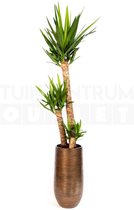 Vaas Tokio bruin Ø30 + Yucca middel