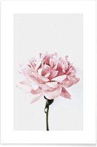 JUNIQE - Poster Peony Pink and Grey -40x60 /Ivoor & Roze