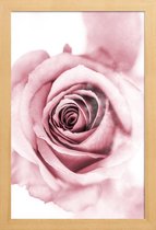 JUNIQE - Poster in houten lijst Roze pioenroosblaadjes -40x60 /Roze &