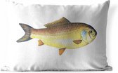 Buitenkussens - Tuin - Gouden giebel vis op een witte achtergrond - 50x30 cm