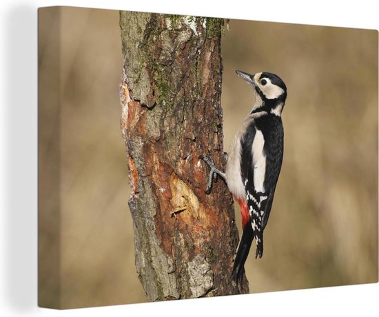 Canvas Schilderij Van Een Grote Bonte Specht