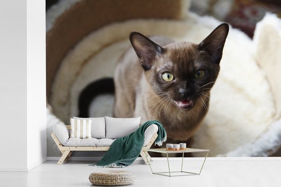 Adorable petit chat birman dans le panier papier peint photo vinyle largeur 450 cm x hauteur 300 cm - Tirage photo sur papier peint (disponible en 7 tailles)