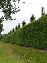 Laurier Prunus Caucasica 60-80 cm, 10x Haagplant