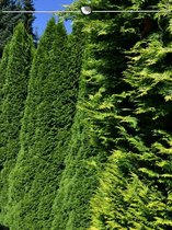 Westerse Levensboom Thuja Smaragd 120-140 cm, 18x Haagplant