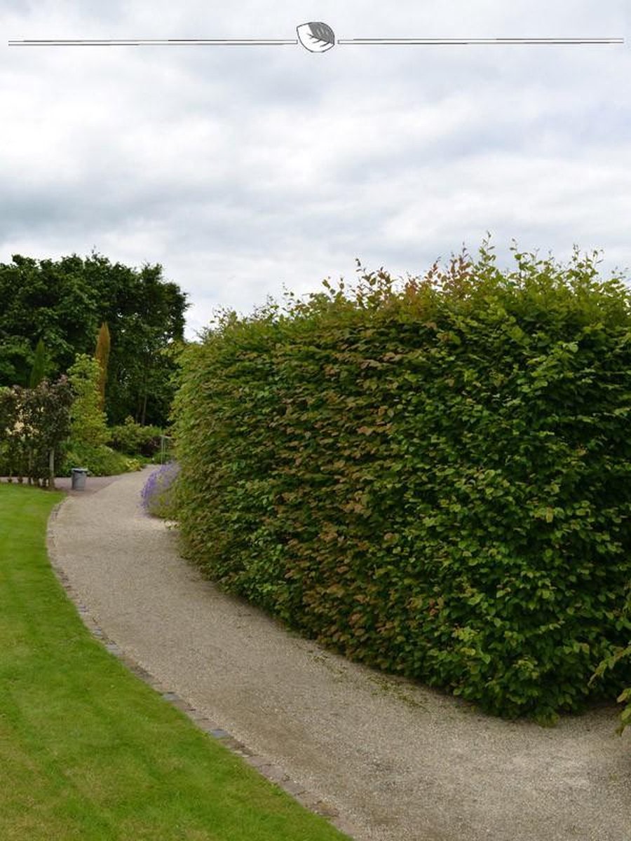 Haagbeuk Carpinus betulus 80-100 cm Blote wortel, 350x Haagplant