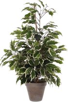 Kunstplant Ficus Exotica Groen-bont - H 65cm - Keramiek sierpot - Mica Decorations