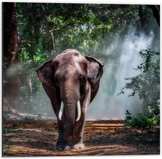 Dibond - Olifant wandelend op Bospad - 50x50cm Foto op Aluminium (Met Ophangsysteem)