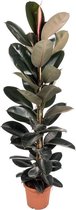 Ficus Elastica Abidjan 140 cm
