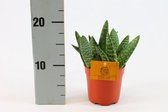 Kamerplant van Botanicly – Aloe Vera – Hoogte: 15 cm