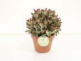 Cactus van Botanicly – Kalanchoe tomentosa – Hoogte: 25 cm