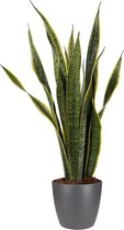 Kamerplant van Botanicly – Vrouwentongen incl. sierpot antraciet als set – Hoogte: 65 cm – Sansevieria Laurentii