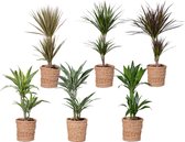 Kamerplanten van Botanicly – 6 × Drakenboom incl. rotan sierpot als set – Hoogte: 65 cm – Dracaena derem.
