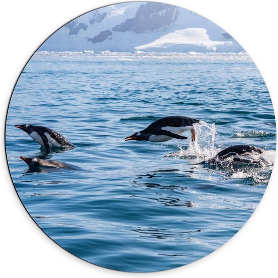 Dibond Wandcirkel - Pinguïns zwemmend in Zee - Foto op Aluminium Wandcirkel (met ophangsysteem)