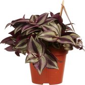 FloriaFor - Tradescantia Zebrina - - ↨ 20cm - ⌀ 12cm