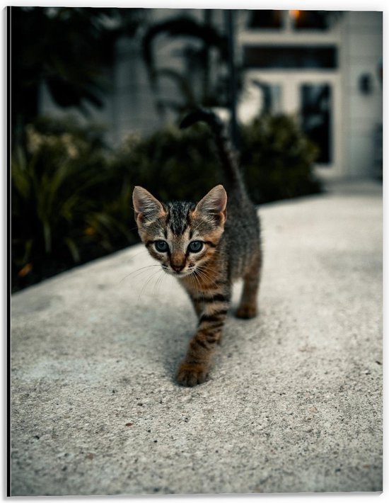 Dibond - Kitten sluipend over Pad - 30x40cm Foto op Aluminium (Wanddecoratie van metaal)