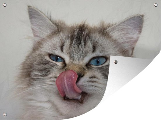 Affiche de jardin de chat lèche le nez en vrac 160x120 cm - Toile de jardin  / Toile... | bol.com