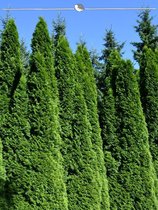 Westerse Levensboom Thuja Smaragd 140-160 cm, 30x Haagplant